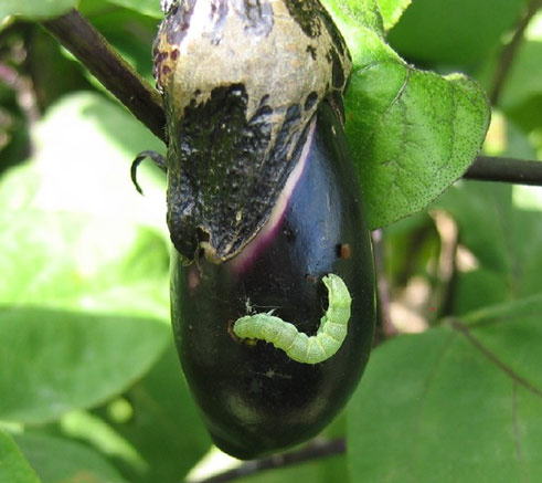 ナス果実を食害するオオタバコガ老齢幼虫