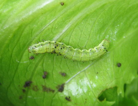 共通害虫 オオタバコガ 茨城県