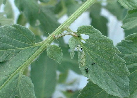 オオタバコガ若齢幼虫の食害によるトマト葉の被害