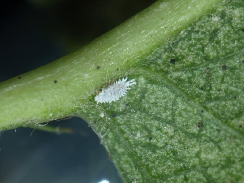 ナシ コナカイガラムシ類 茨城県