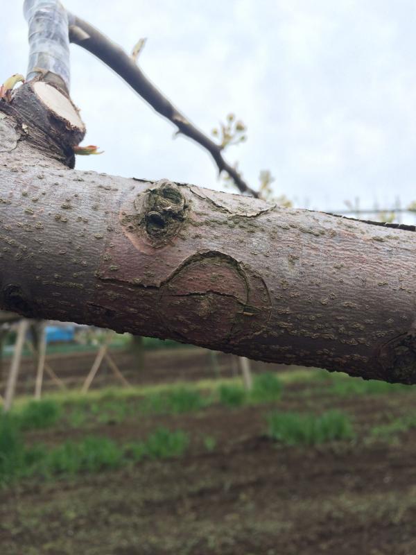 ナシ 輪紋病 茨城県