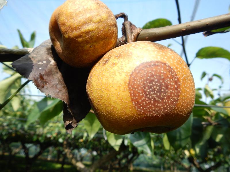 ナシ 輪紋病 茨城県