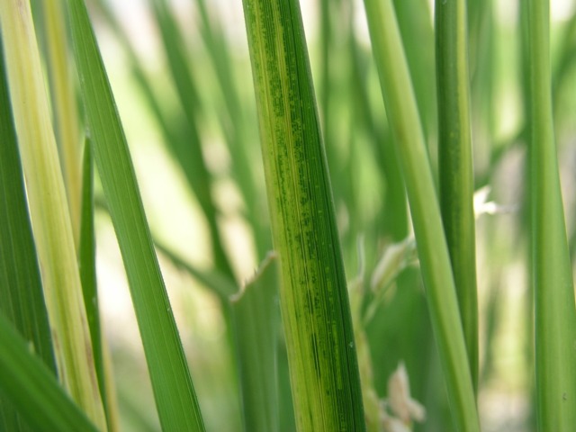 水稲 イネ縞葉枯病 茨城県