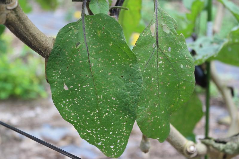 ナス科共通 タバコノミハムシ 茨城県