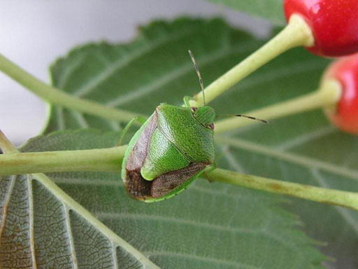 チャバネアオカメムシ成虫