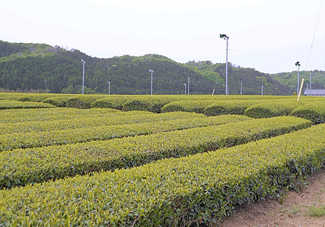 写真：茶畑の風景