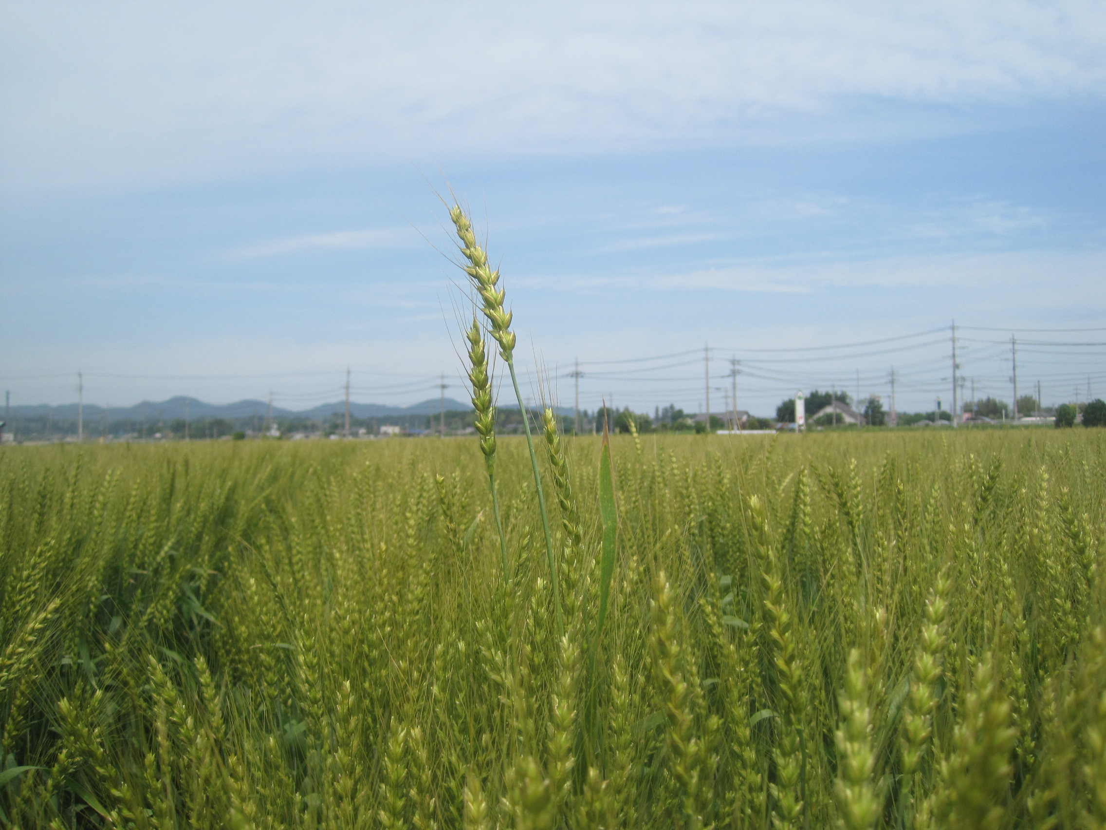 他より1本だけ長く育っている麦の穂が混ざっている。