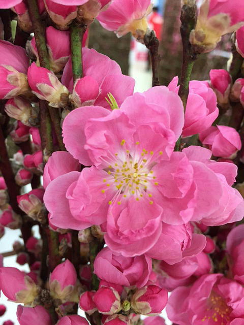 ハナモモの花の写真