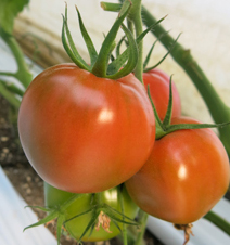 写真：収穫期のトマト