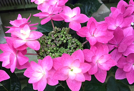 アジサイ（ピンク）の花の写真