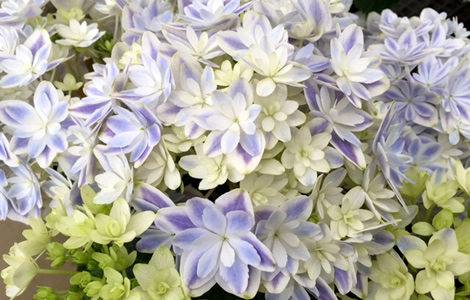 アジサイ（薄紫）の花の写真