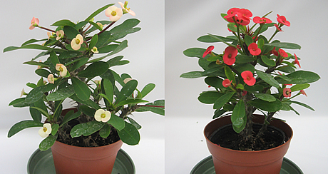 写真：左側ハナキリン（白い花）の鉢植え、右側ハナキリン（赤い花）の鉢植え