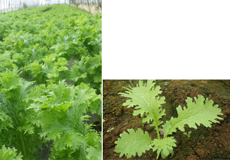 写真１：収穫中のわさび菜（左）生育初期のわさび菜　小さくても特徴ある切れ込みがあります（右