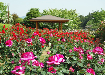 写真提供：茨城県フラワーパークのバラ