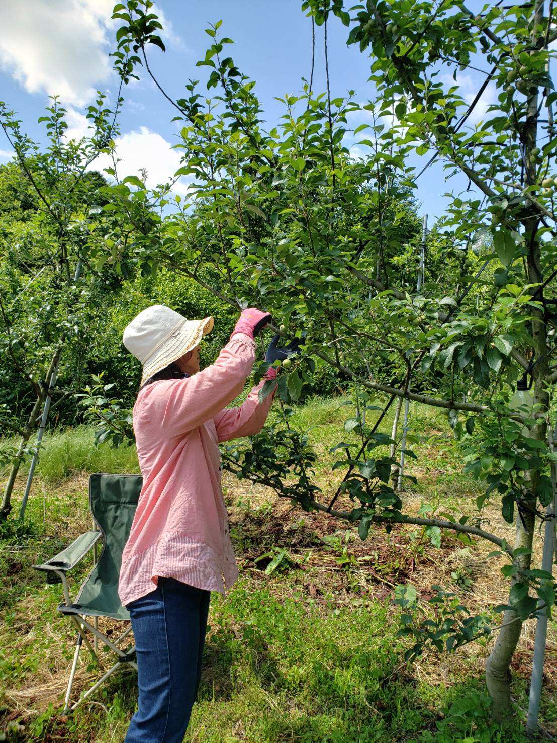 写真5：サポーターが摘果作業をしているようす