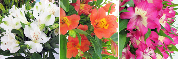 アルストロメリア　白、オレンジ、ピンクの花の写真