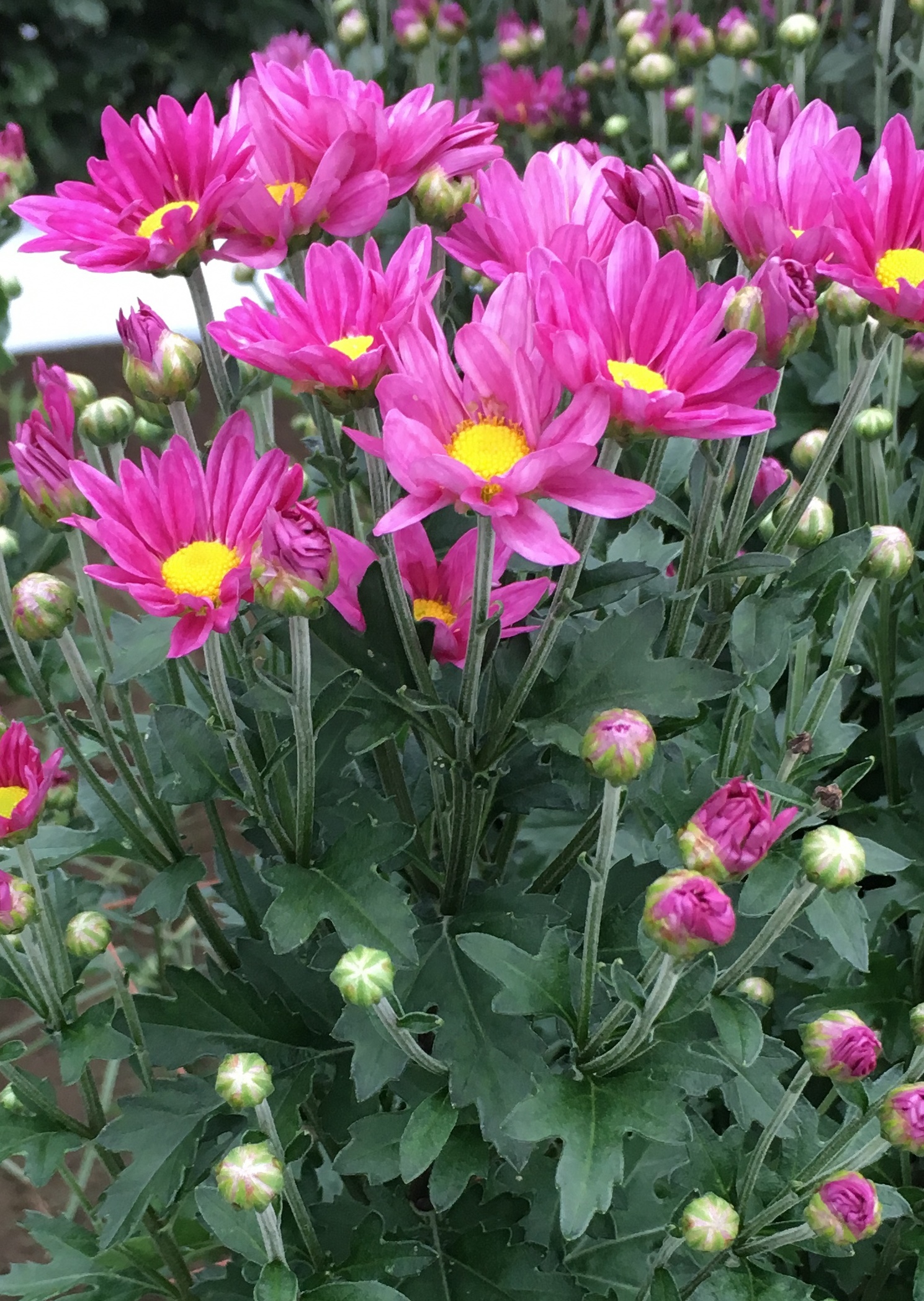 茨城県オリジナル品種「常陸サマールビーの花の写真