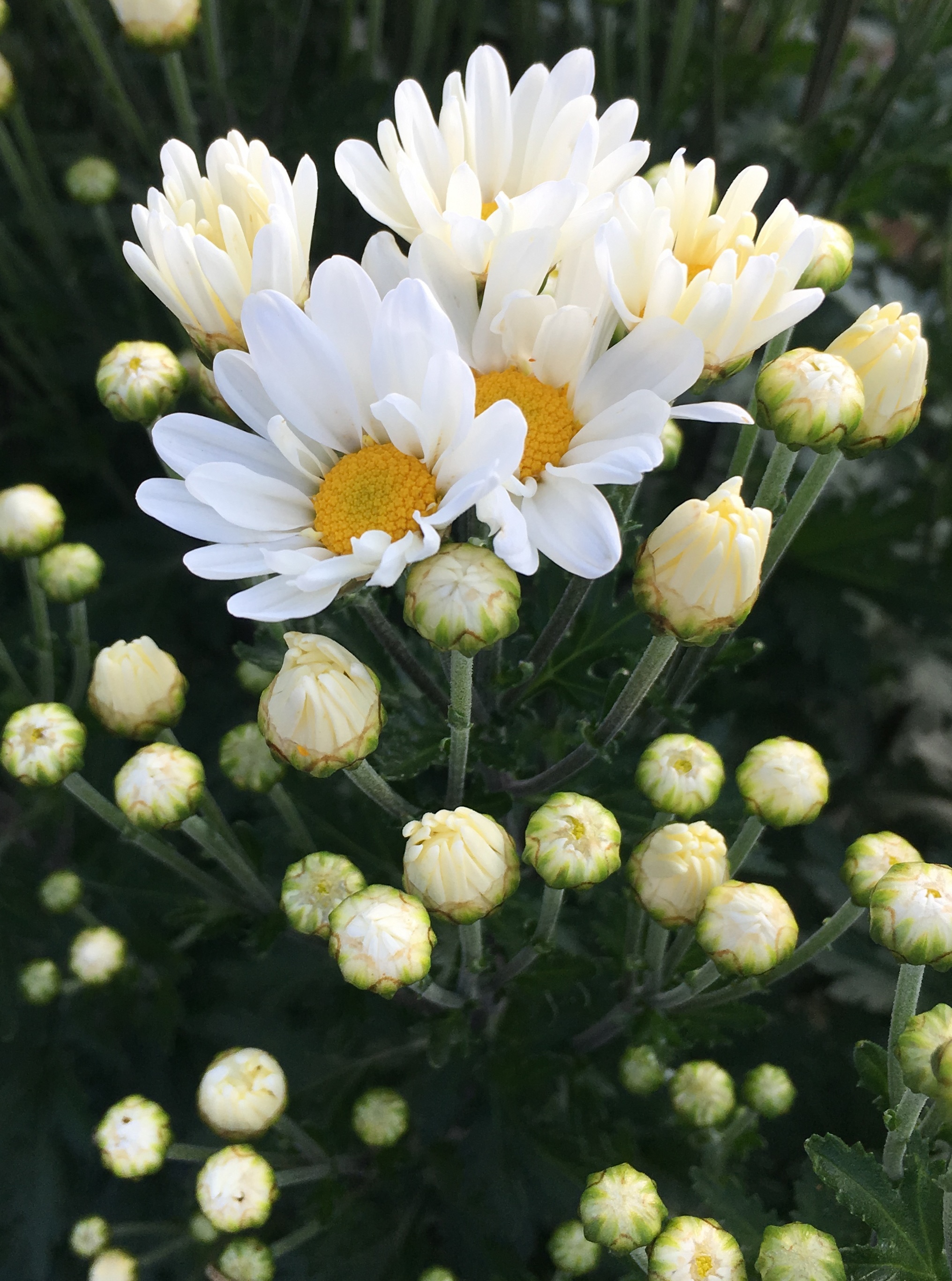 茨城県オリジナル品種「常陸サマーシルキー」の花の写真