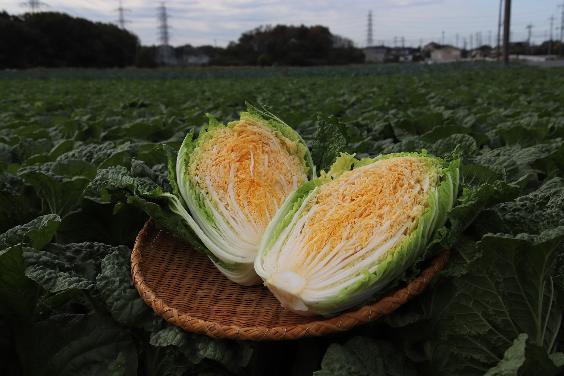 写真4:きれいなオレンジ色の白菜「オレンジクイン」