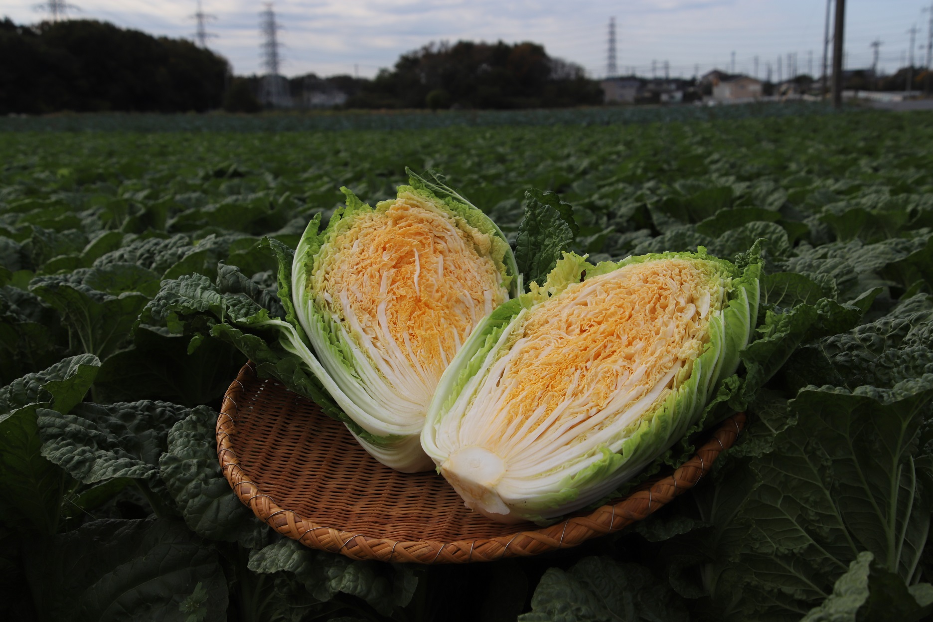 写真4：きれいなオレンジ色の白菜「オレンジクイン」