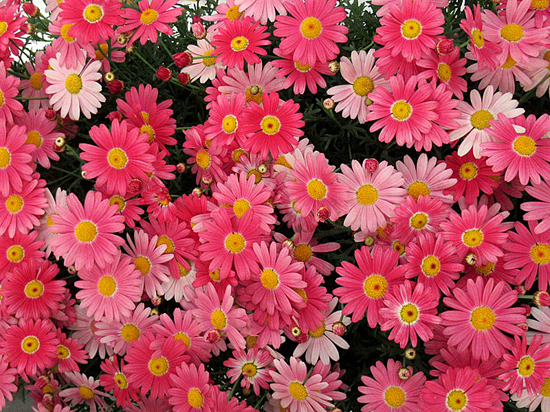 マーガレットピンクの花の写真