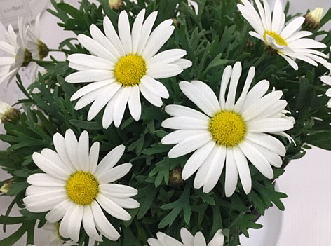 マーガレット　ホワイトの花の写真