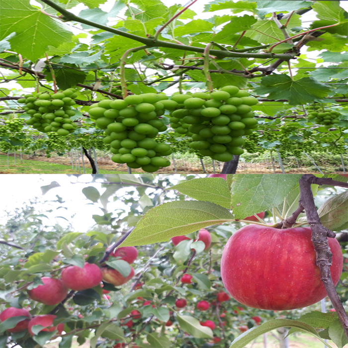 写真1：収穫間近のブドウとリンゴ