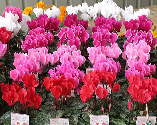 様々な色のシクラメンの花の写真