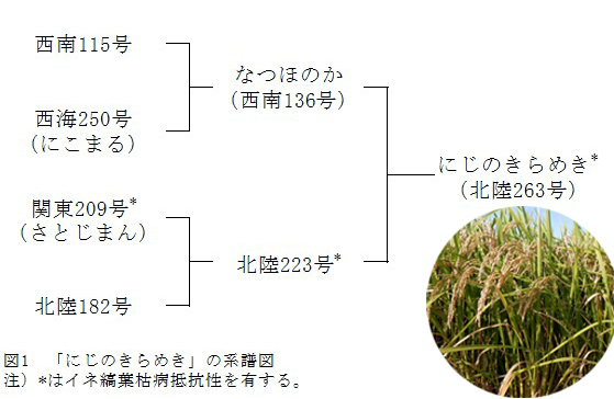 にじのきらめき系譜図