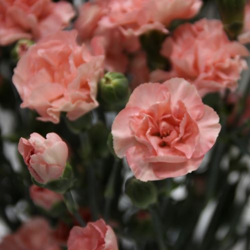 カーネーション　ピンクの花の写真