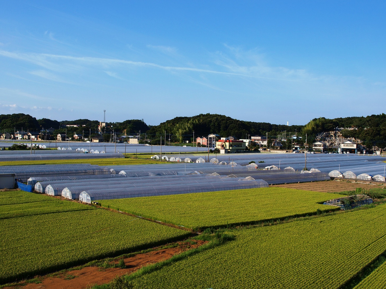 写真1：水田地帯にもイチゴハウスが広がっています。