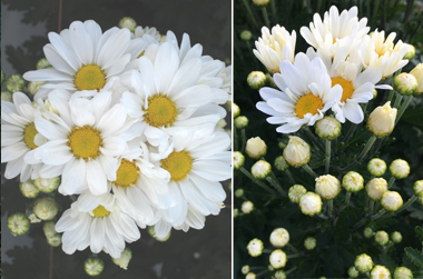 常陸サマーシルキーの花