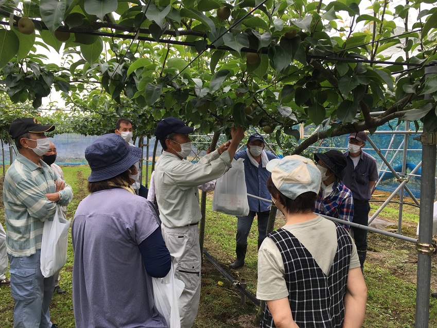 講習会では、飯村さんが講習会の中心となり「恵水」の摘果について話し合います