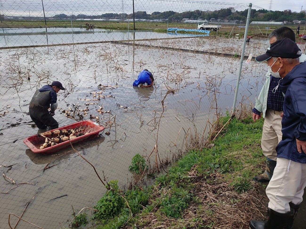 写真2：試験圃の収穫作業。研究会員が協力して行います。