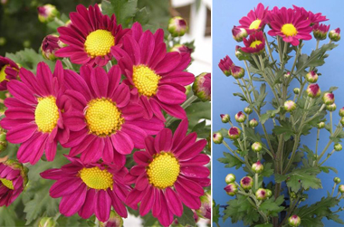 写真：常陸オータムレモンの花