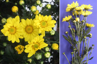 写真：常陸サマーライトの花