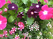 ニチニチソウの花の写真