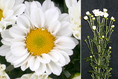 写真：常陸オータムホワイトの花