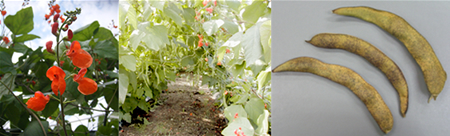写真：「常陸大黒」の花（左）・生育状況（中）・サヤ（右）