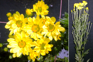 写真：常陸サマーゴールドの花