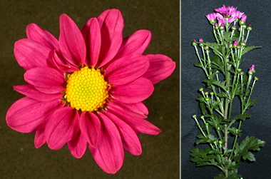 写真：常陸サマールビーの花の花