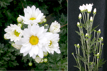 写真：常陸サニーホワイトの花