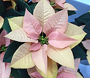 ポインセチアの葉の写真。外側の葉は薄黄色、内側の葉は薄いピンクのグラデーション。