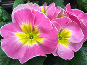 プリムラ・ポリアンタ（ピンク）の花の写真。