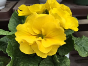 プリムラ・ポリアンタ（黄色）の花の写真。
