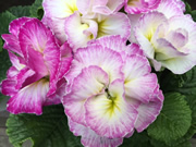 プリムラ・ポリアンタ（白とピンク）の花の写真。