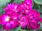 プリムラ・ポリアンタ（濃いピンク）の花の写真。