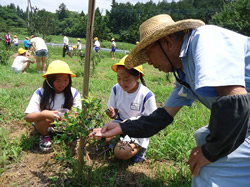 写真：子供たちにブルーベリーの収穫作業を教える様子
