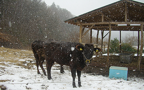 写真：雪の降る中放牧されている牛