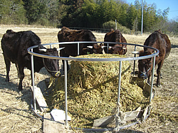 写真3：飼料を食べている牛